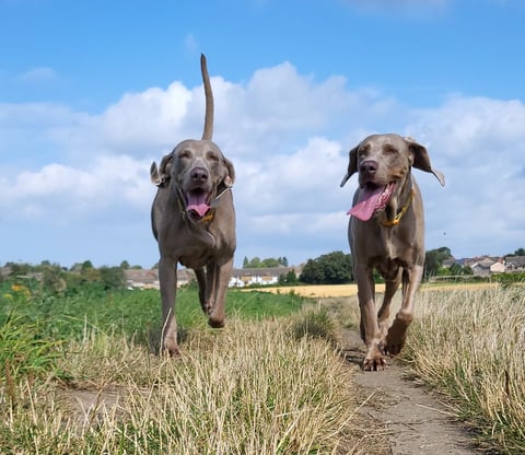 Home Dog Boarding
