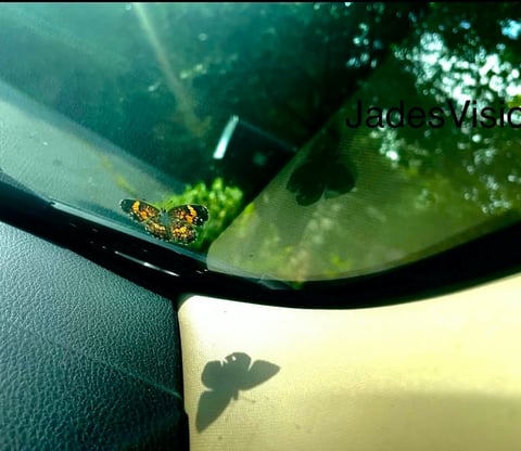 Orange butterfly resting on a car windshield, shadow cast on the dashboard— featured on Jade's Vision blog