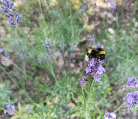 A Bumble bee on our lavender