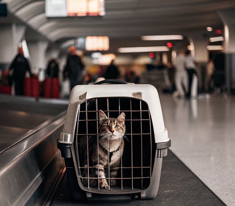 A cat comfortably sitting inside a travel carrier at an airport terminal