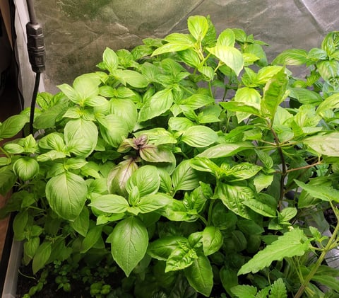 basilic cultivé en sol vivant avec engrais naturel