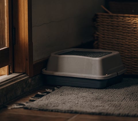 A litter box positioned in a quiet, accessible corner for a blind cat