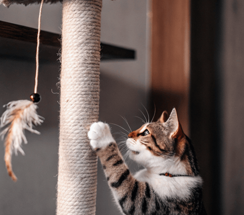 A tabby cat using a scratching post while playing with a hanging feather.