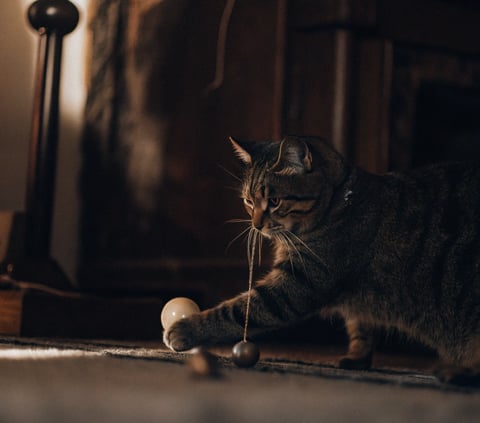 A blind cat interacting with a toy ball that makes a jingling sound