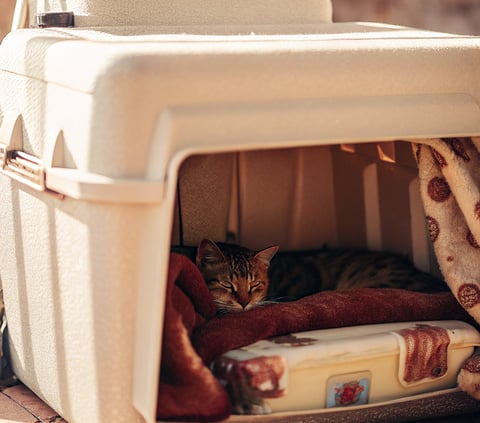 A repurposed cooler shelter providing warmth for a feral cat