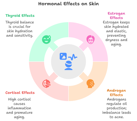 a diagram of the effects of Hormones in Skin Health