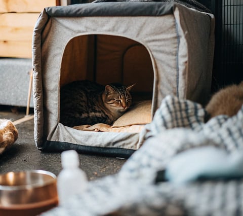 A stray cat peeking out from a well-built winter shelter