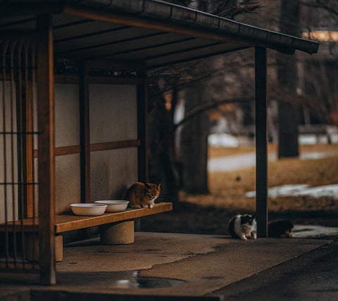 A protected feeding station next to a feral cat house