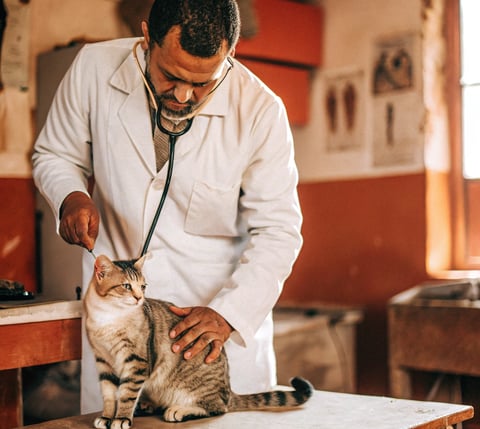 A vet providing affordable healthcare to a cat in a community clinic