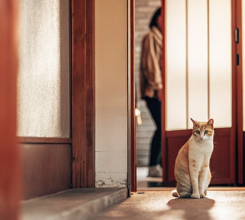 An older cat showing signs of arthritis by sitting uncomfortably.
