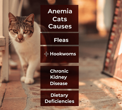 An infographic showing common causes of anemia in cats.
