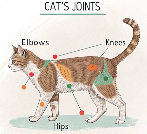 Diagram of a cat’s joints showing areas affected by arthritis