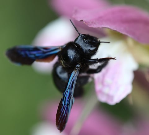 The blue black sheen of a carpenter bee