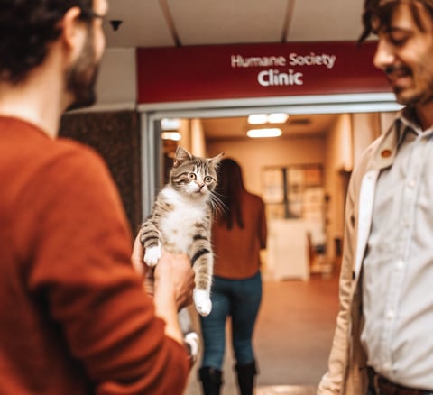 A cat being treated at an animal shelter’s affordable vet clinic