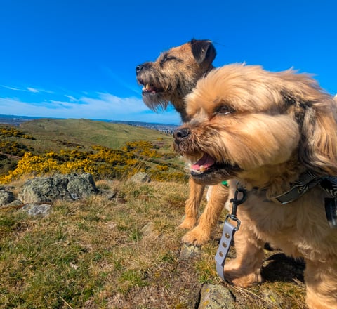 Rufus and Freddie taking in the views on their dog walk in Edinburgh