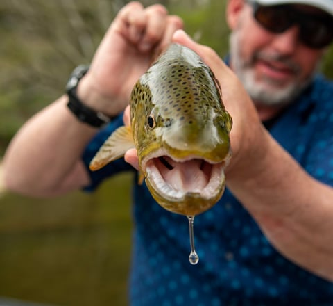 Water dripping from a brown trouts mouth.