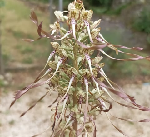 The  lizard orchid.