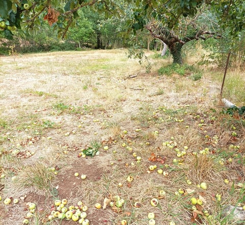 Green apples litter the ground.