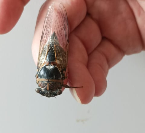 B. holds a cicada one year