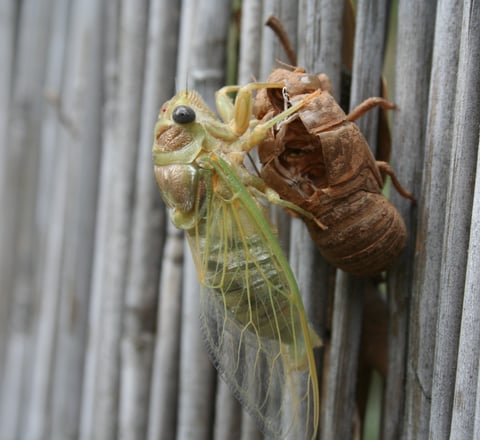 A cicada emerges and dries its wings before flying off.