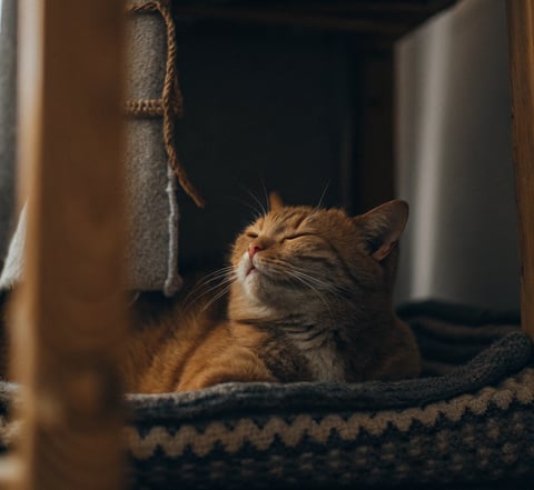 A content and well-managed diabetic cat relaxing on a couch
