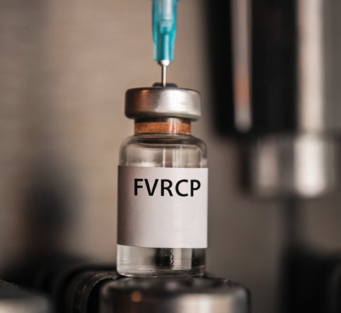 A close-up of an FVRCP vaccine bottle