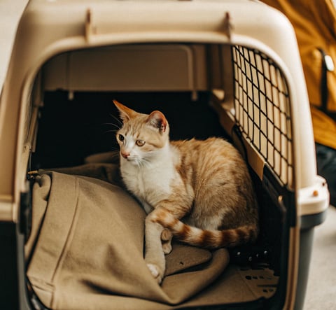 A tabby cat resting inside a well-ventilated carrier