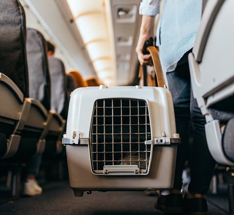 A soft-sided pet carrier placed under an airline seat during a flight