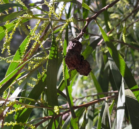 Acacia tree with wattle gal