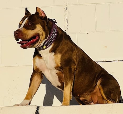 TKK ATHENA AMERICAN BULLY