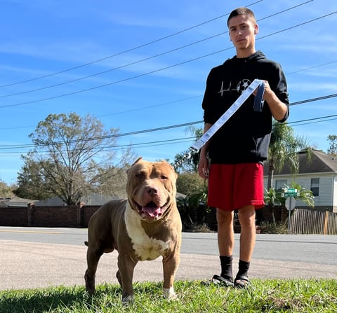 TKK AMENADIEL AMERICAN BULLY