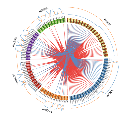 Genomic data analysis. circos plot. Bioinformatics service. Genomics. multi-omics. DNA RNA 
