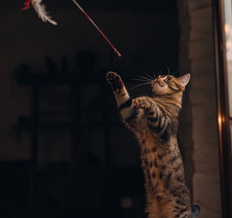 A playful cat jumping to grab a feather wand toy in mid-air.