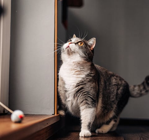 A senior cat hesitating to jump due to joint pain.