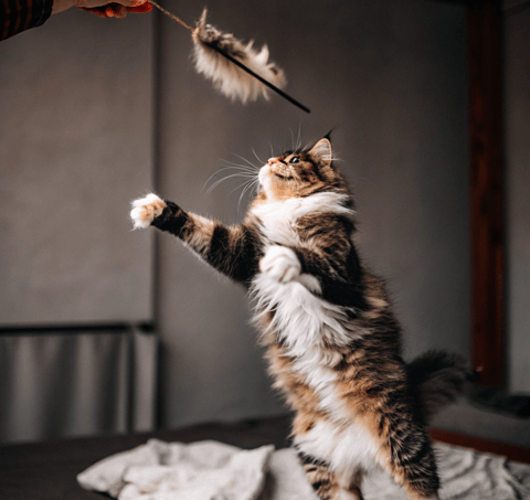 A playful cat jumping to grab a feathered wand toy during playtime.