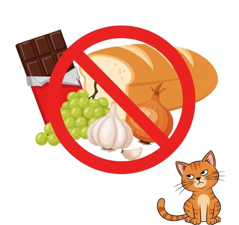 alimentos proibidos gatos