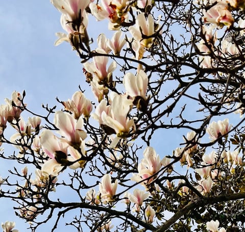 magnolias blanc paris ile de france