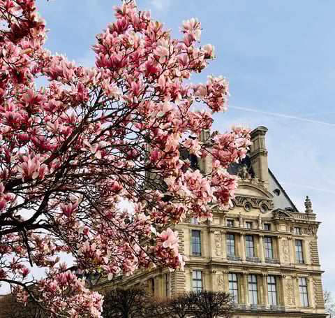 magnolias rose jardin des tuileries paris