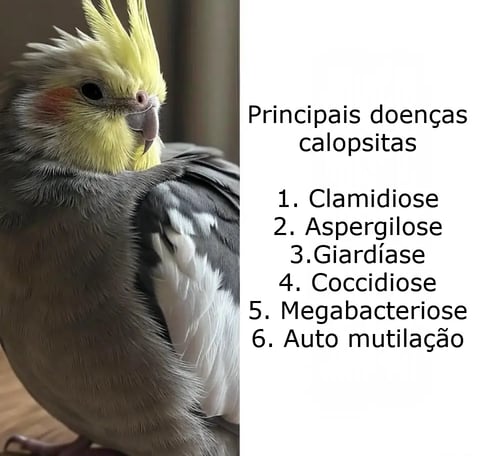 Doenças calopsita