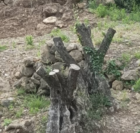 Stump of old olive tree