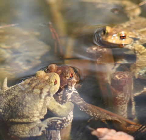 Mating toads in past years