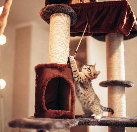 A kitten climbing a cat tree while playing with a hanging toy.