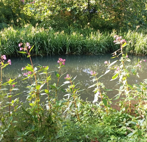 Canal banks of rush and willow-herb