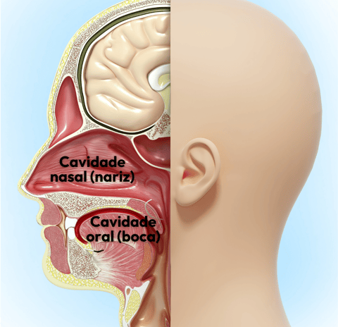 cavidade nasal e cavidade oral