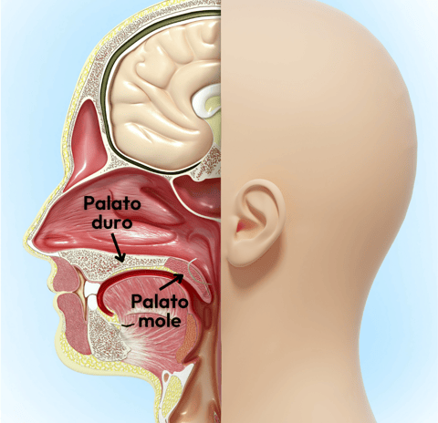 palato duro e palato mole