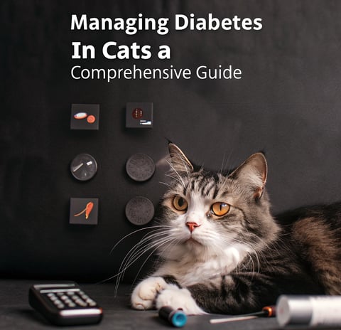 Managing Diabetes in Cats: A Comprehensive Guide