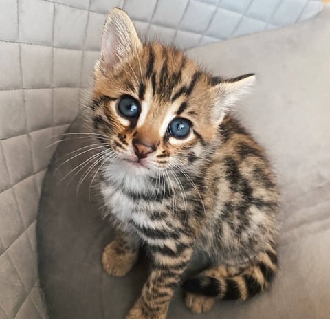 Brown Bengal Kitten