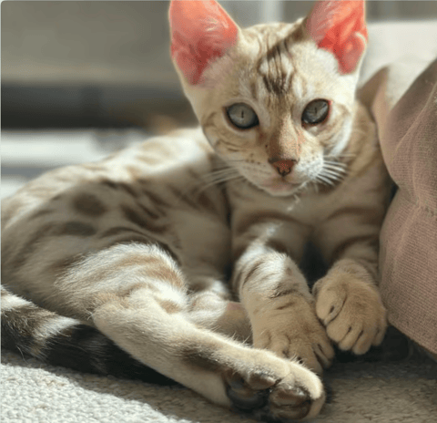 Snow Lynx Bengal Kitten