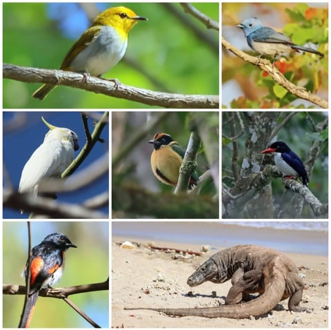 FLORES BIRDING TOUR - KOMODO ISLAND BIRDING TOUR