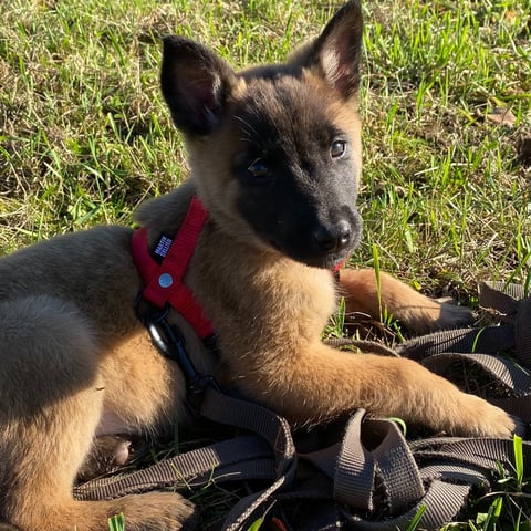 chiot malinois couché dans l'herbe avec une longe